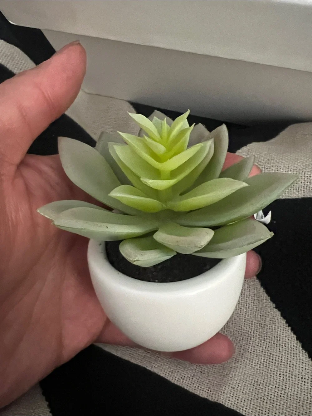 Artificial Succulent in White Ceramic Pot - Super Cute